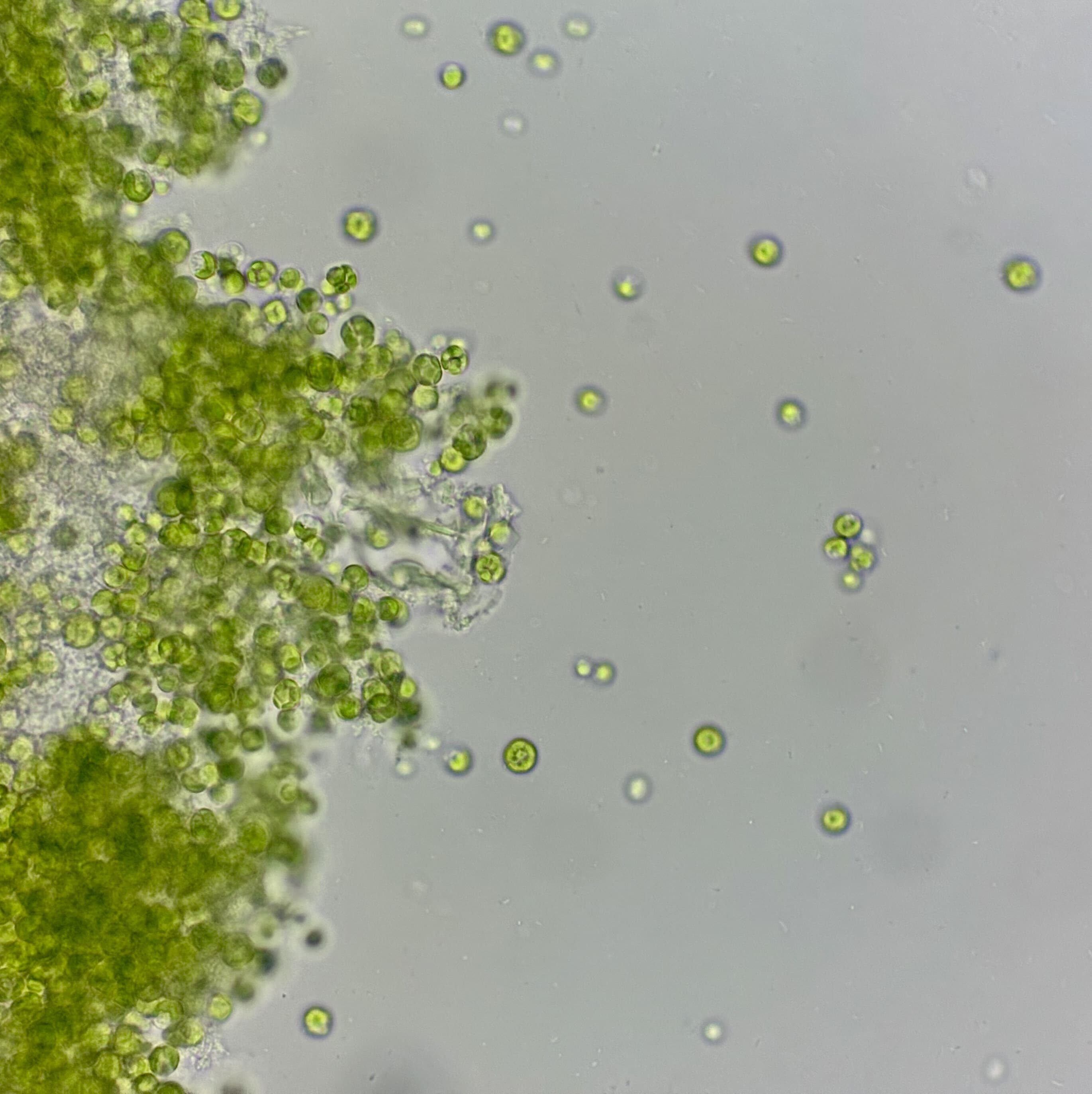 Live Chlorella — Freshwater Microalgae Culture