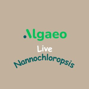 Algaeo Live Nannochloropsis Culture
