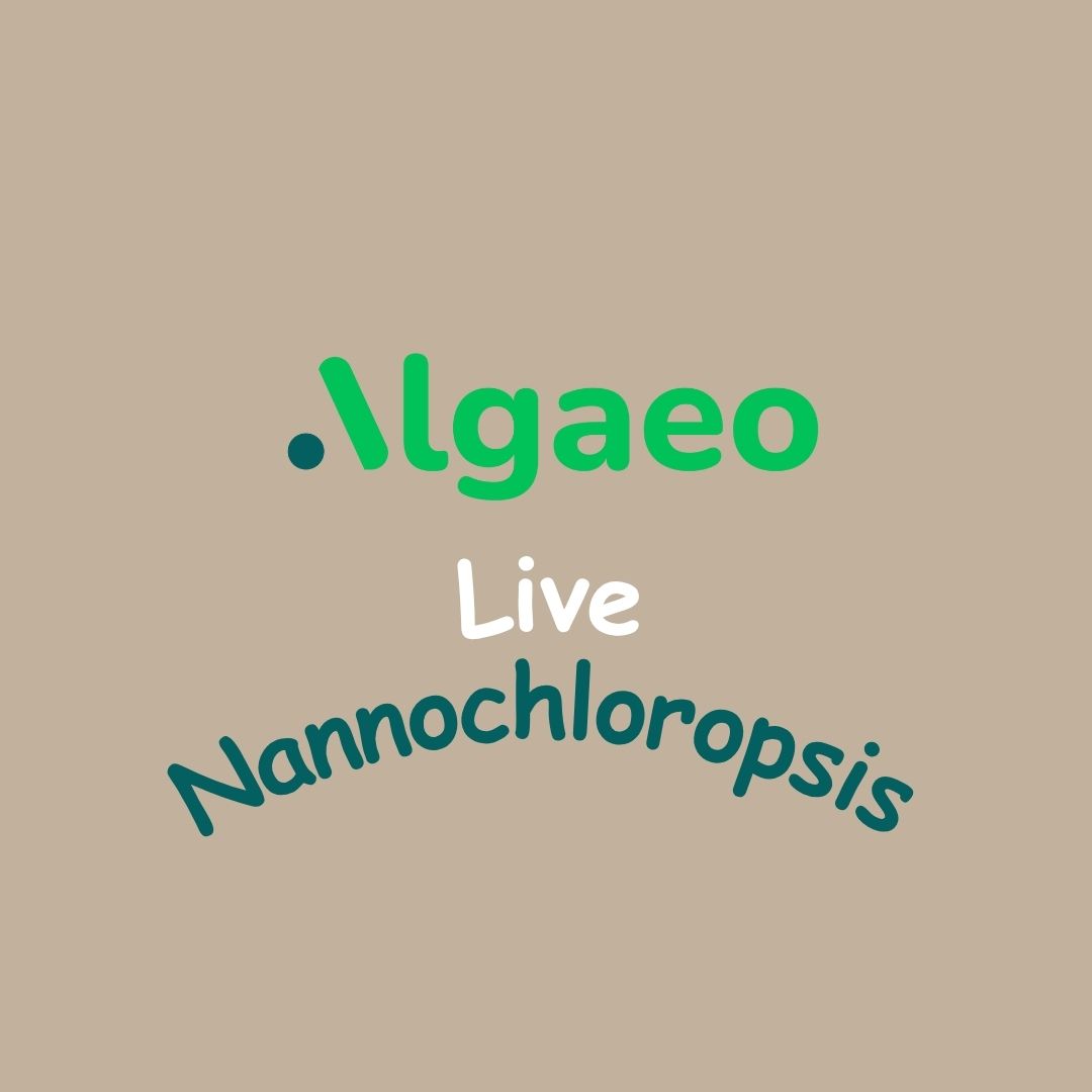 Algaeo Live Nannochloropsis Culture